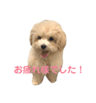 マルプー ラテのほのぼの日常会話スタンプ（個別スタンプ：21）