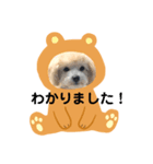 マルプー ラテのほのぼの日常会話スタンプ（個別スタンプ：26）
