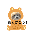 マルプー ラテのほのぼの日常会話スタンプ（個別スタンプ：27）