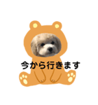 マルプー ラテのほのぼの日常会話スタンプ（個別スタンプ：29）