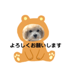 マルプー ラテのほのぼの日常会話スタンプ（個別スタンプ：30）