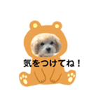 マルプー ラテのほのぼの日常会話スタンプ（個別スタンプ：31）