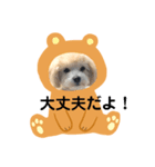 マルプー ラテのほのぼの日常会話スタンプ（個別スタンプ：33）