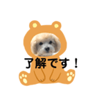 マルプー ラテのほのぼの日常会話スタンプ（個別スタンプ：34）