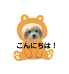 マルプー ラテのほのぼの日常会話スタンプ（個別スタンプ：36）