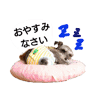 シュナウザーファミリー（個別スタンプ：12）