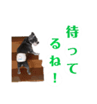シュナウザーファミリー（個別スタンプ：27）