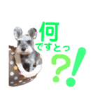 シュナウザーファミリー（個別スタンプ：37）