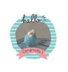 ピッピのstamp（個別スタンプ：1）