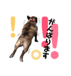 HANA_frenchbull①（個別スタンプ：6）