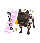 HANA_frenchbull①（個別スタンプ：13）