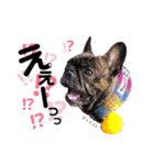 HANA_frenchbull①（個別スタンプ：23）