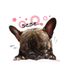 HANA_frenchbull①（個別スタンプ：30）