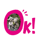 犬とウサギの生活 2（個別スタンプ：1）