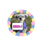 犬とウサギの生活 2（個別スタンプ：9）