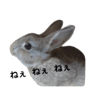 こむぎkunスタンプ（個別スタンプ：6）