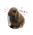 うさぎのカツオ（個別スタンプ：7）