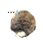 うさぎのカツオ（個別スタンプ：9）