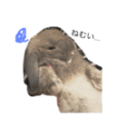 うさぎのカツオ（個別スタンプ：10）