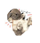 うさぎのカツオ（個別スタンプ：11）