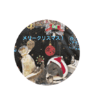 うさぎのカツオ（個別スタンプ：16）