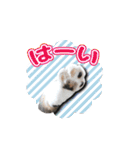 ちょっと変なうちの猫（個別スタンプ：2）