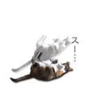 ちょっと変なうちの猫（個別スタンプ：3）