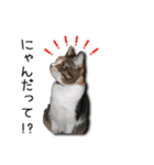 ちょっと変なうちの猫（個別スタンプ：4）