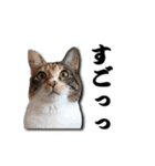 ちょっと変なうちの猫（個別スタンプ：5）