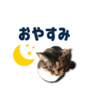 ちょっと変なうちの猫（個別スタンプ：6）