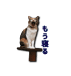 ちょっと変なうちの猫（個別スタンプ：7）