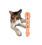 ちょっと変なうちの猫（個別スタンプ：8）