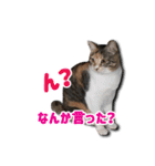 ちょっと変なうちの猫（個別スタンプ：9）