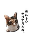 ちょっと変なうちの猫（個別スタンプ：10）