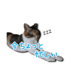 ちょっと変なうちの猫（個別スタンプ：11）