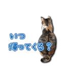 ちょっと変なうちの猫（個別スタンプ：12）