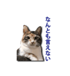 ちょっと変なうちの猫（個別スタンプ：13）
