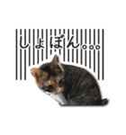 ちょっと変なうちの猫（個別スタンプ：14）