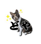 ちょっと変なうちの猫（個別スタンプ：15）
