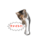 ちょっと変なうちの猫（個別スタンプ：16）
