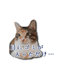 ちょっと変なうちの猫（個別スタンプ：17）