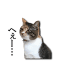 ちょっと変なうちの猫（個別スタンプ：18）