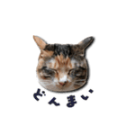 ちょっと変なうちの猫（個別スタンプ：19）