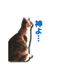 ちょっと変なうちの猫（個別スタンプ：20）