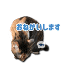 ちょっと変なうちの猫（個別スタンプ：21）