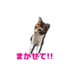 ちょっと変なうちの猫（個別スタンプ：22）