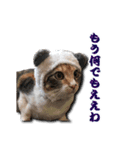 ちょっと変なうちの猫（個別スタンプ：23）