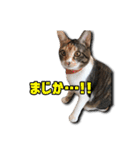 ちょっと変なうちの猫（個別スタンプ：24）