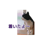 ちょっと変なうちの猫（個別スタンプ：27）
