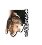 ちょっと変なうちの猫（個別スタンプ：28）